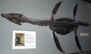 Rhomaleosaurus and Mary Anning plaque found in the Natural History Museum