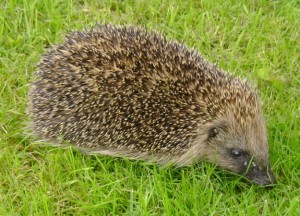 The hedgehog has spiky spines. This evolutionary adaptation helps protect it from predators.