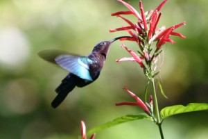 The humming bird has a long tongue. This evolutionary adaptation helps it to reach nectar deep inside flowers.